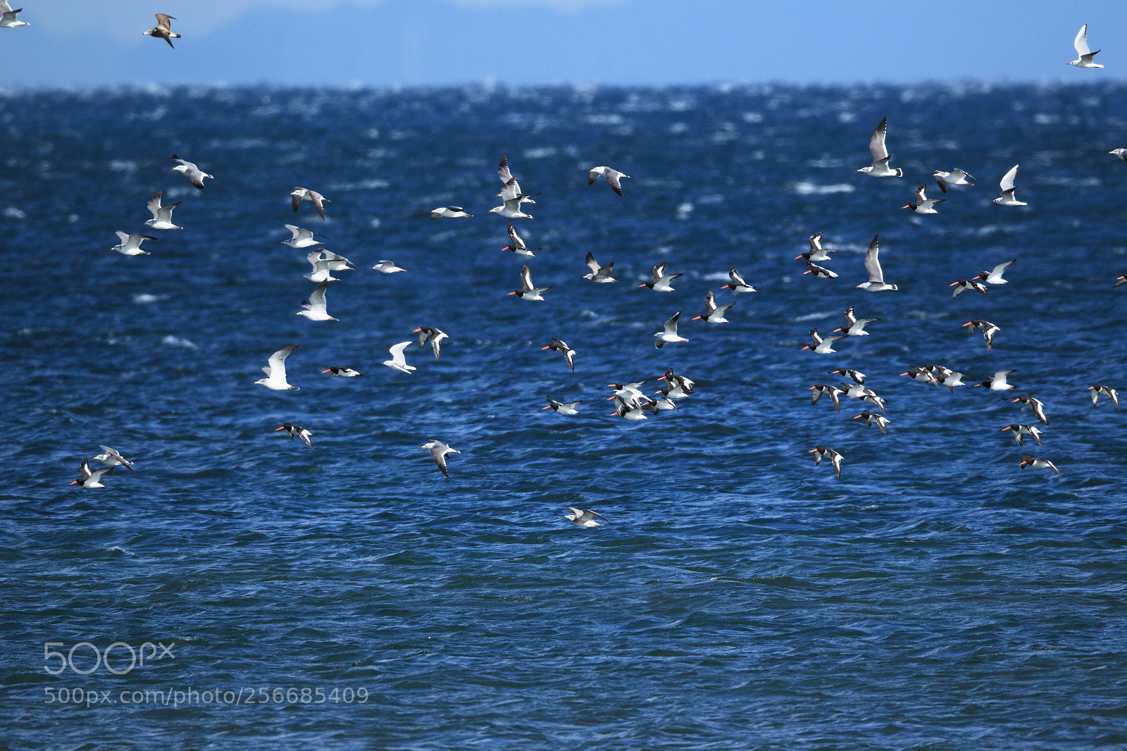 Canon EOS-1D Mark IV sample photo. ミヤコドリ・カモメ・ユリカモメ eurasian oystercatcher.... photography