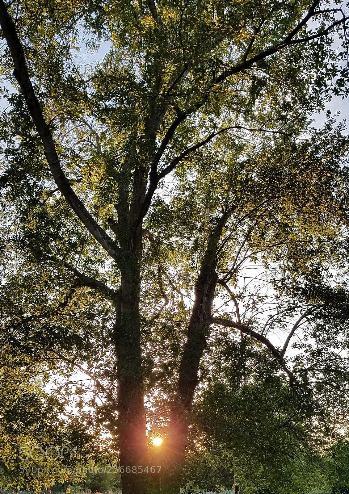 Samsung Galaxy S7 sample photo. Evening in texas photography