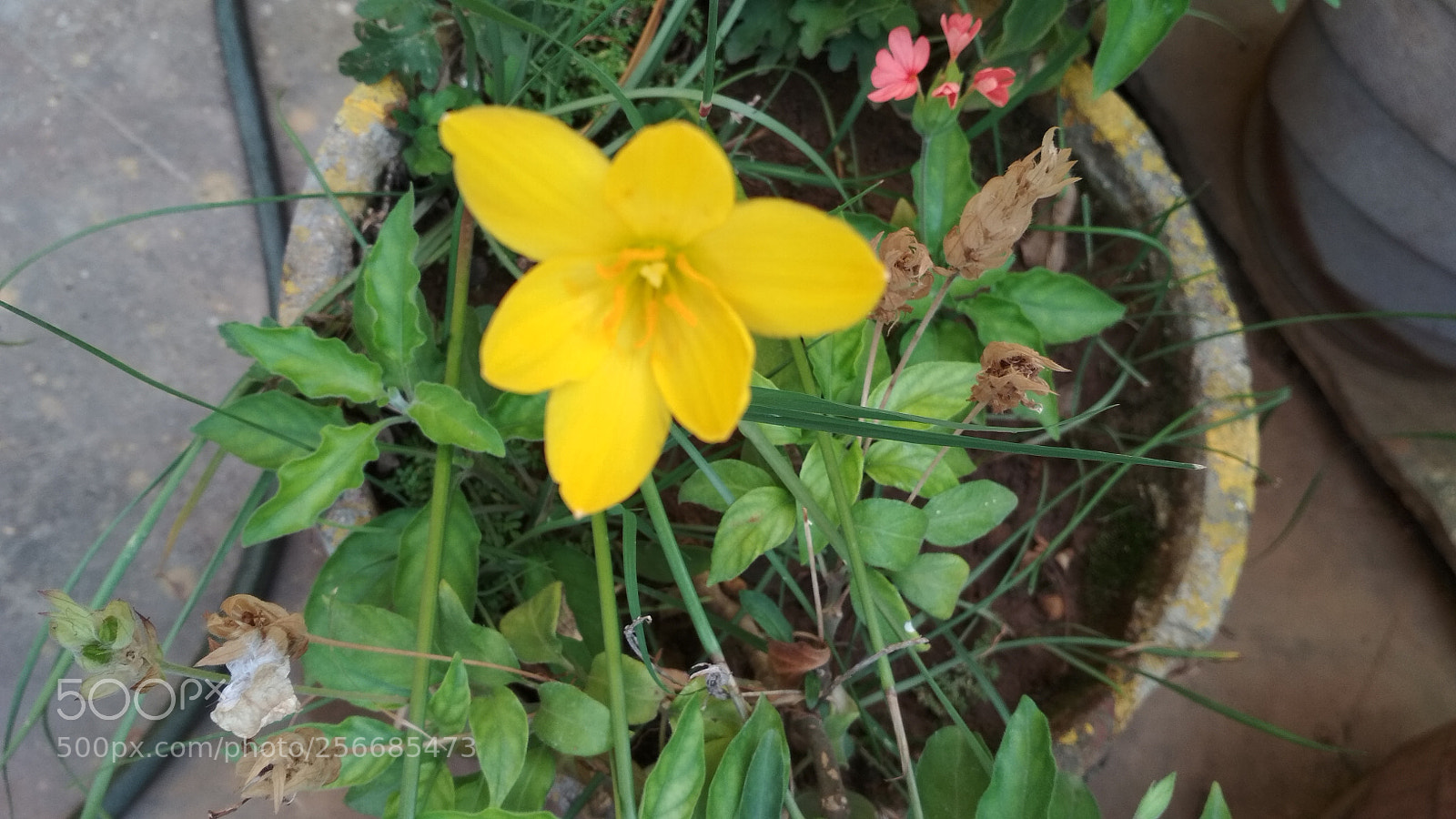 Xiaomi Redmi 4 Pro sample photo. Untitled photography