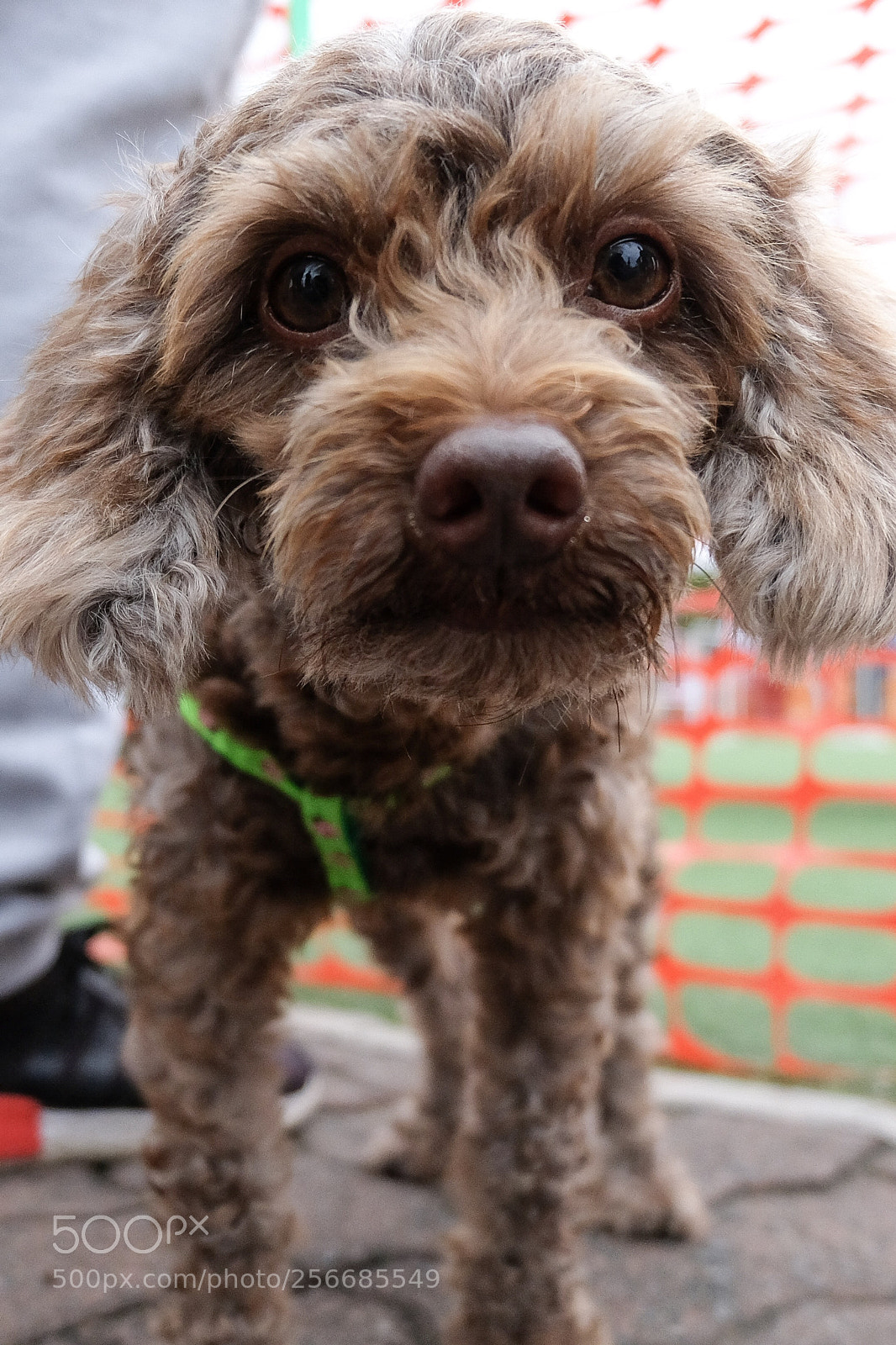Fujifilm X-T20 sample photo. Doggo photography