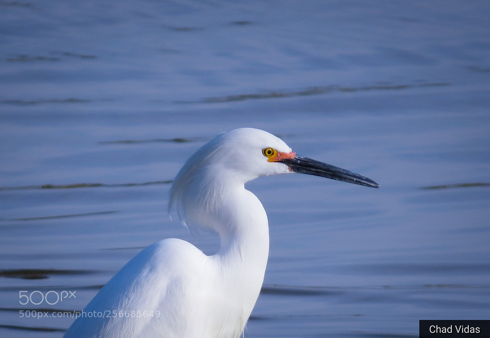 Canon PowerShot SX50 HS sample photo. Egrets life photography