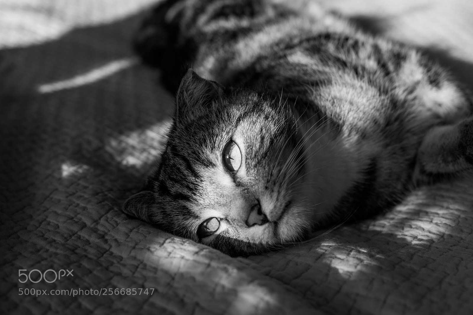Canon EOS 5D Mark II sample photo. Cat sadness and morning photography
