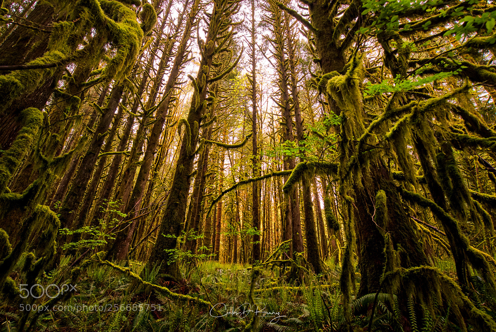 Sony a7S sample photo. A green place photography