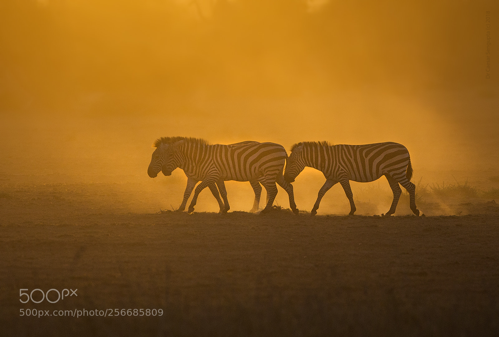Canon EOS-1D X sample photo. Zebras of the heaven photography
