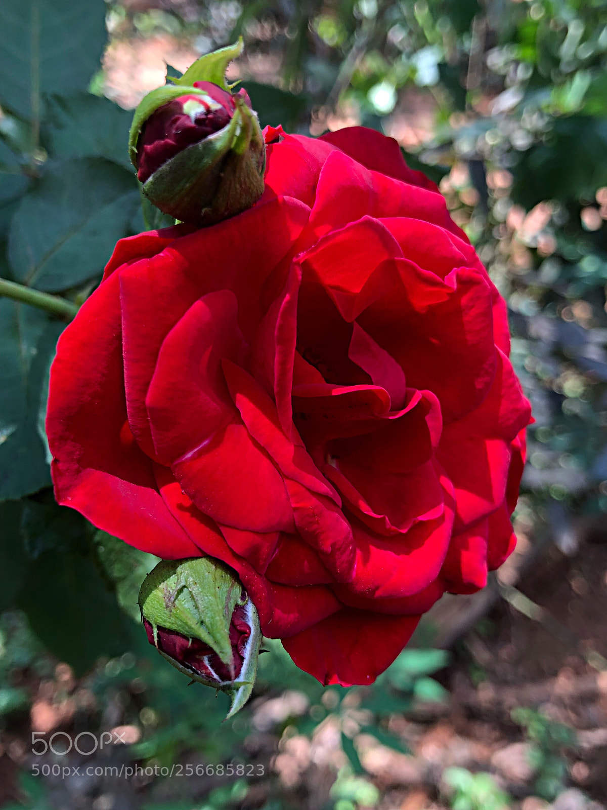 Apple iPhone X sample photo. Untitled photography
