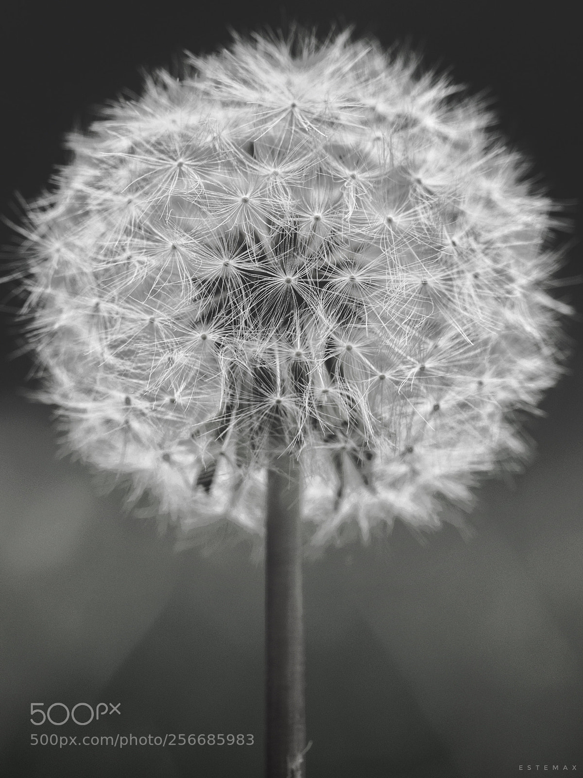 Olympus OM-D E-M1 sample photo. Il s me tout photography