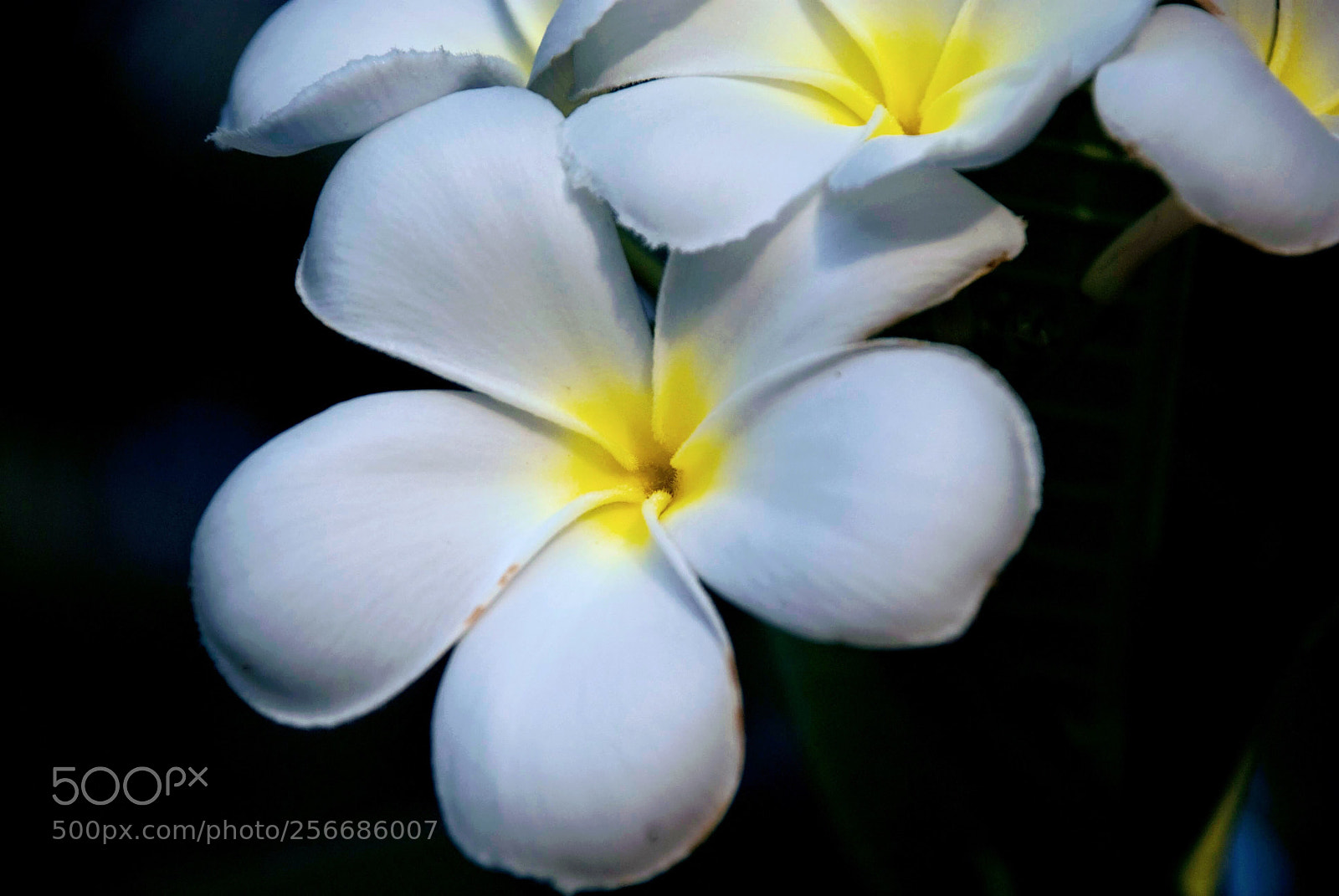 Nikon D80 sample photo. Frangipani photography