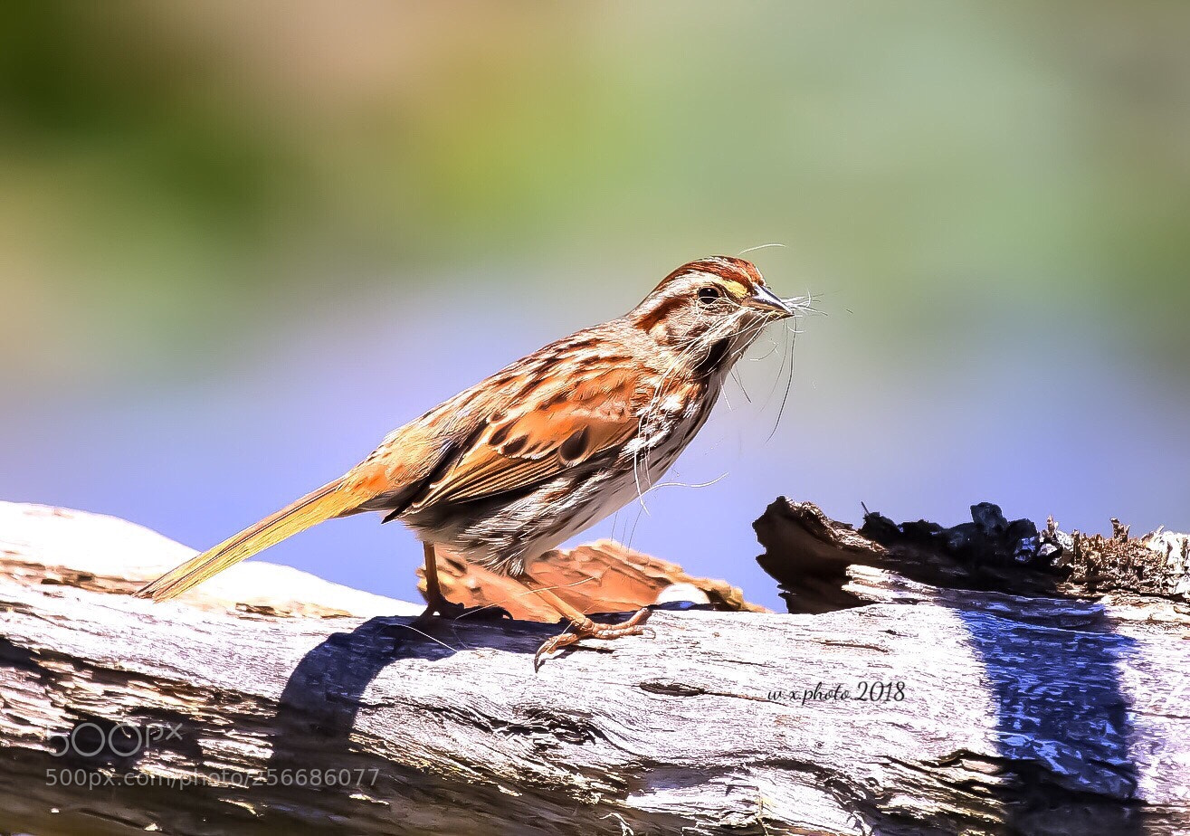 Canon EOS 7D Mark II sample photo. Song sparrow photography