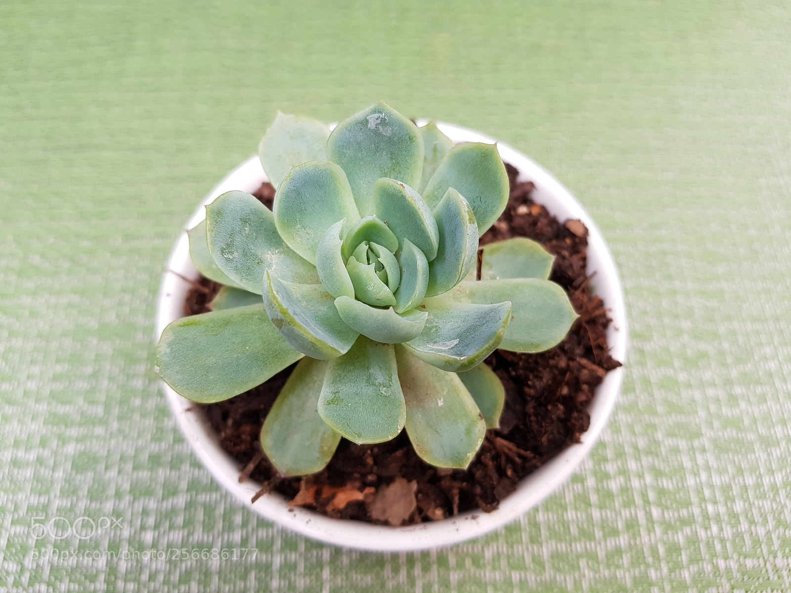 Samsung Galaxy S8+ sample photo. Untitled photography