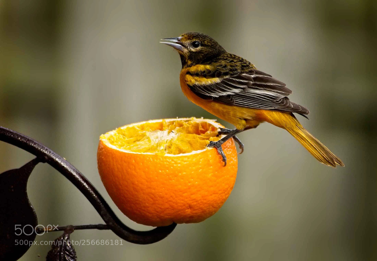 Sony a7 II sample photo. Young baltimore oriole photography