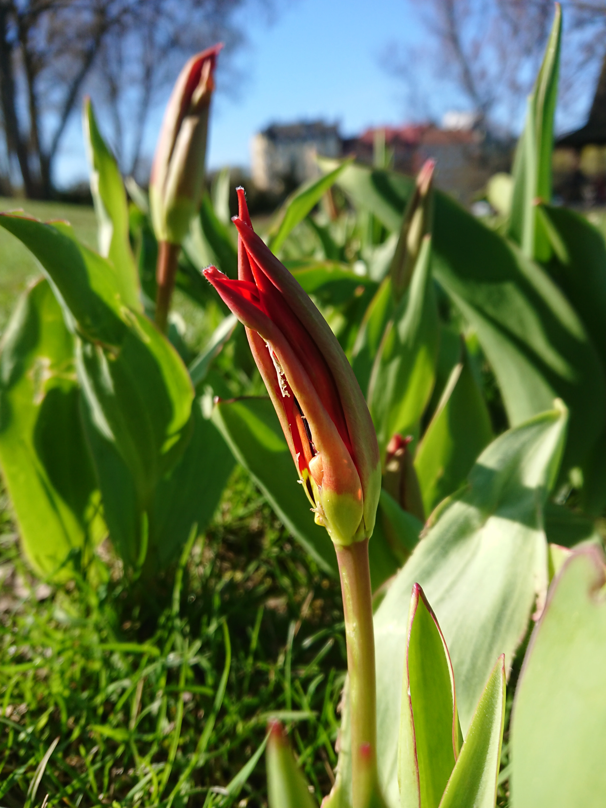 Sony Xperia XZ1 Compact sample photo
