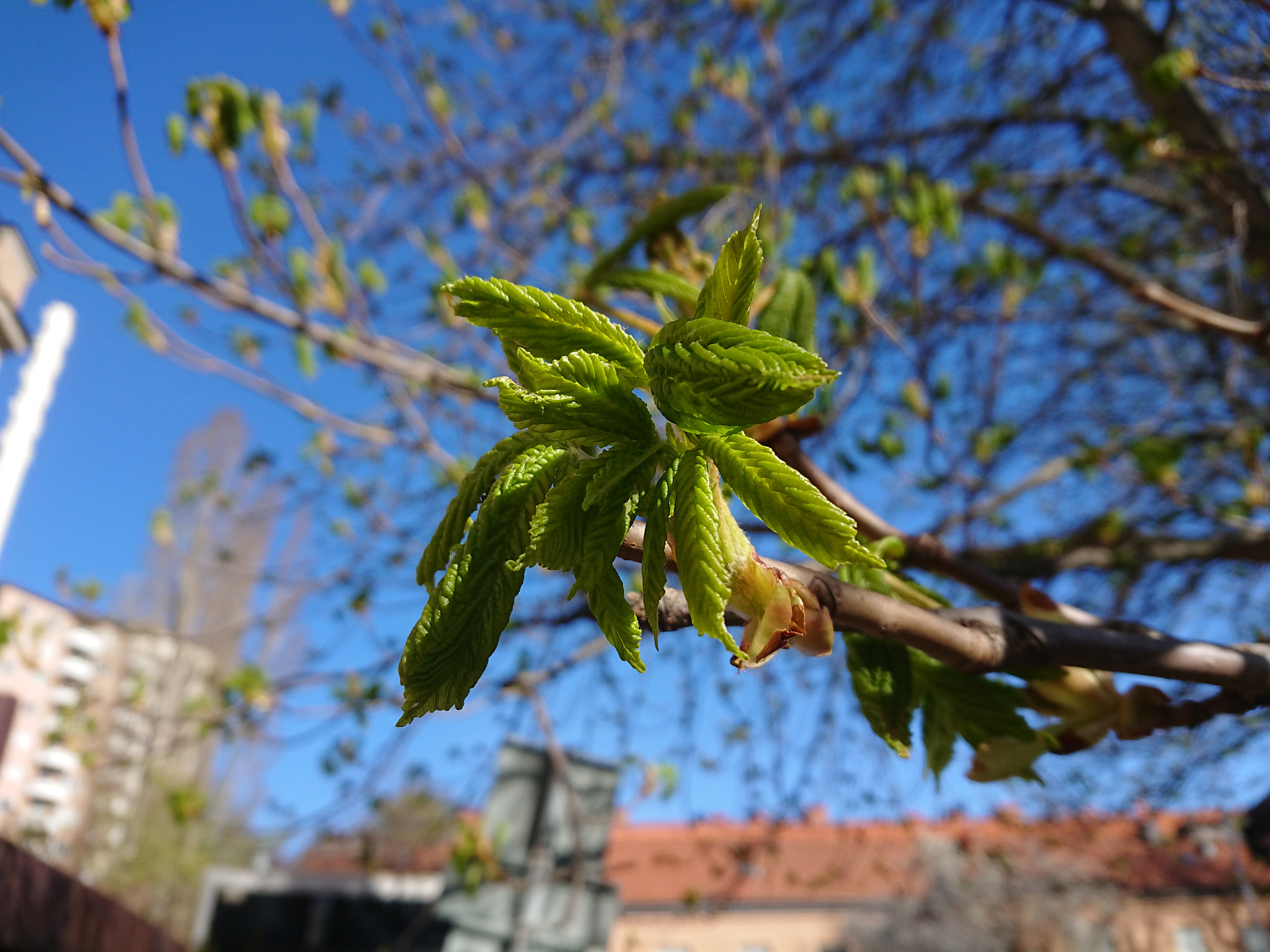 Sony Xperia XZ1 Compact sample photo