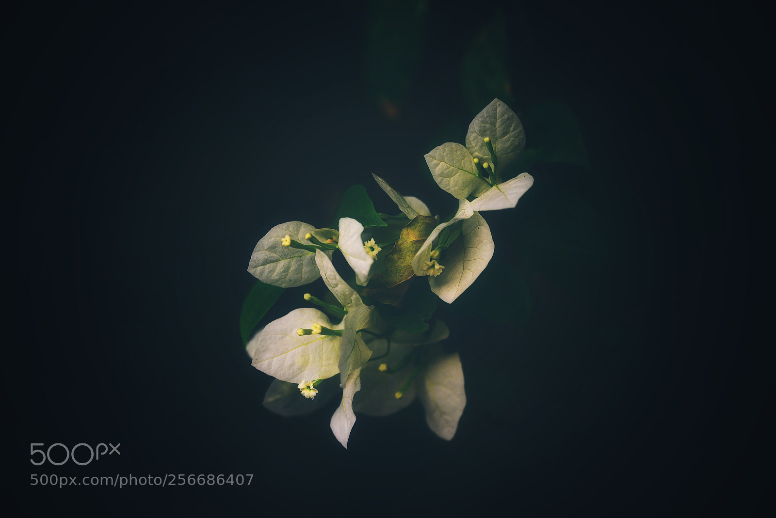 Nikon D750 sample photo. White on a dark photography