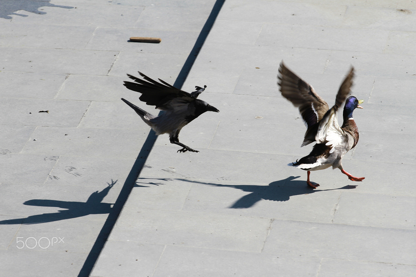 Canon EOS 7D + Canon EF 70-200mm F4L USM sample photo. Img photography