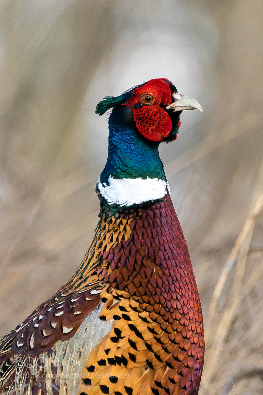Sony a9 sample photo. Ring-necked pheasant photography