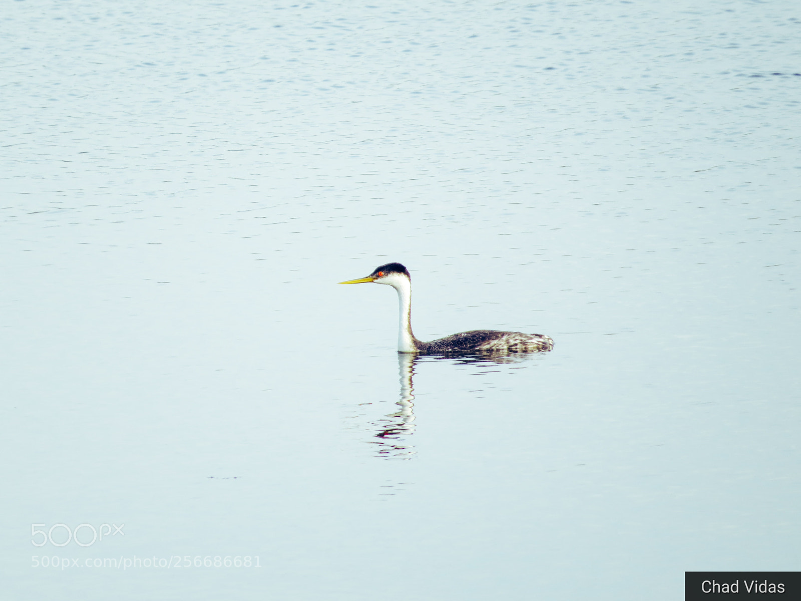 Canon PowerShot SX50 HS sample photo. Grebe photography