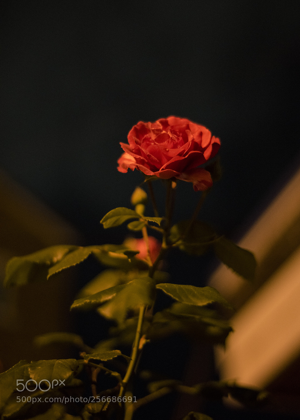 Nikon D810 sample photo. In a night   no.11 photography