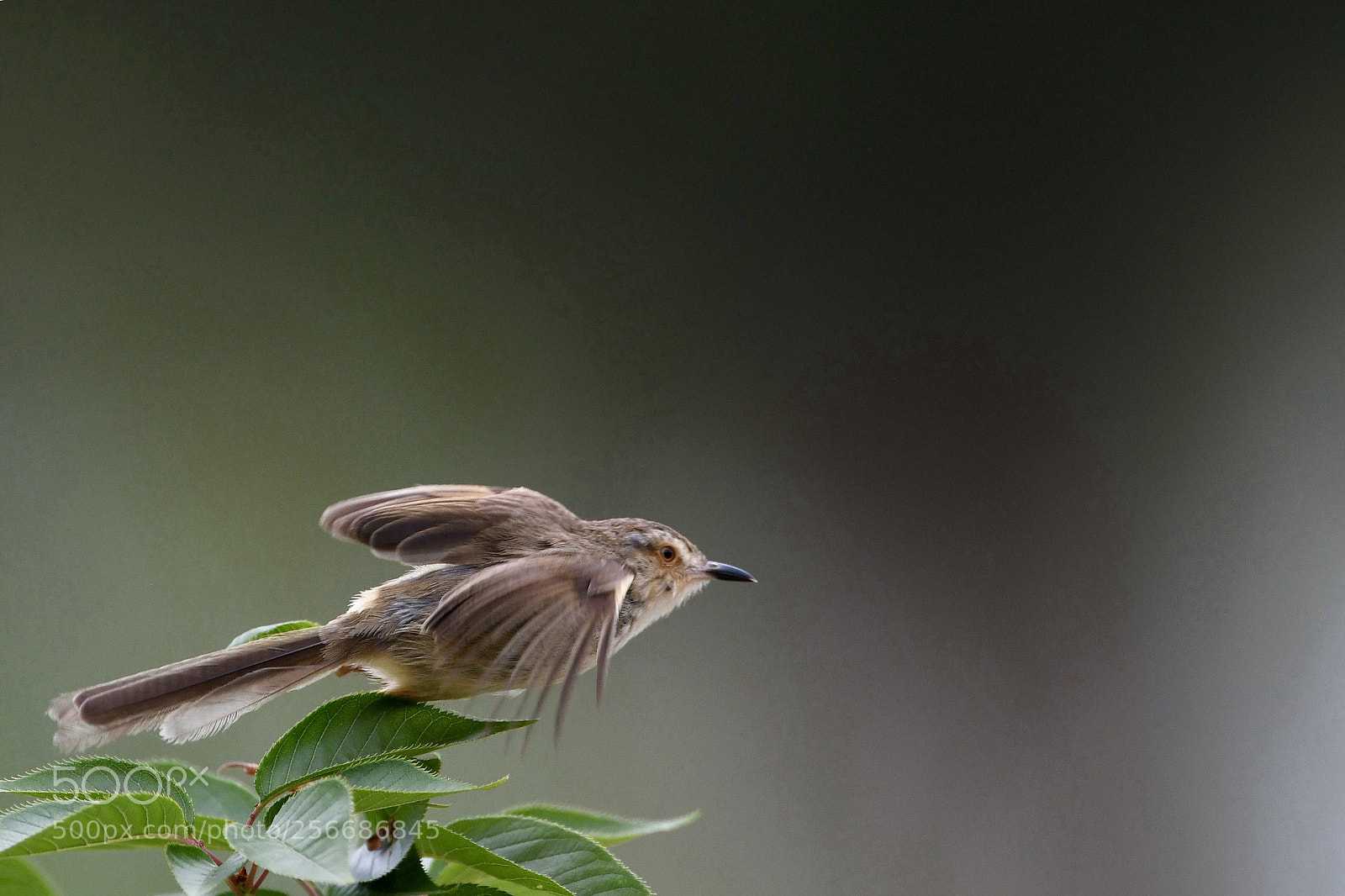 Nikon D500 sample photo. Plain prinia photography