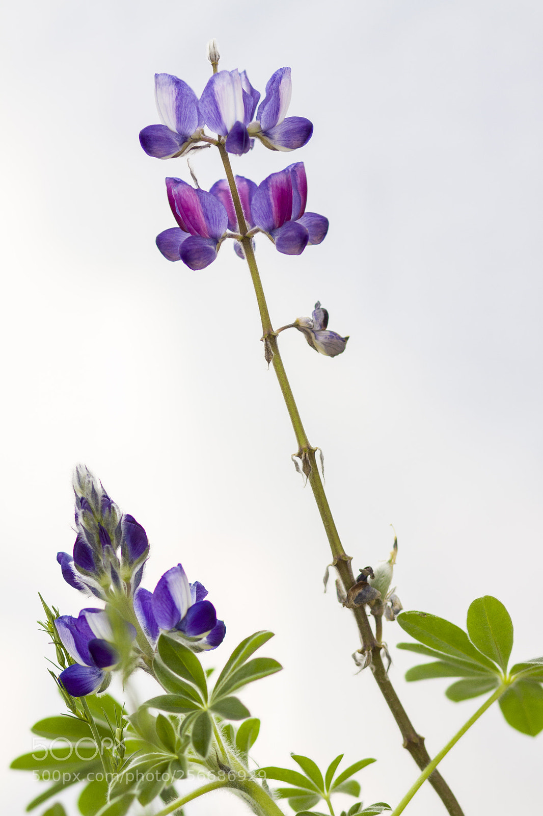 Canon EOS 50D sample photo. Lupinus photography