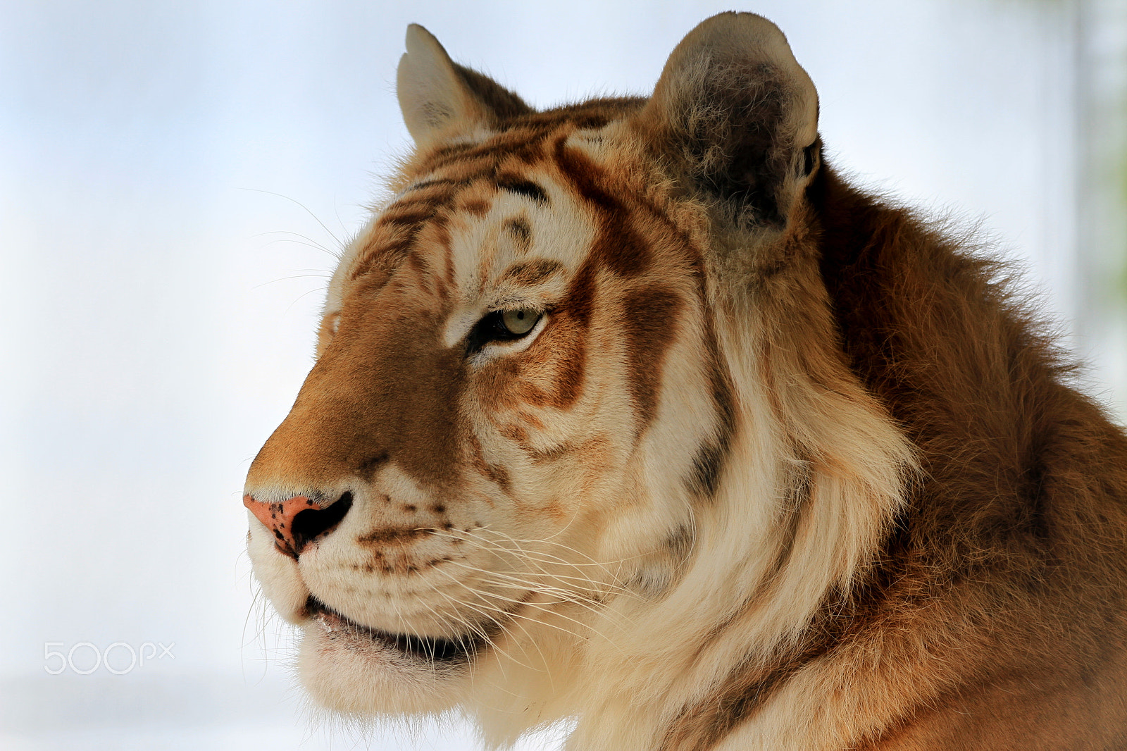 Sigma 150-600mm F5-6.3 DG OS HSM | C sample photo. Golden bengal tiger photography