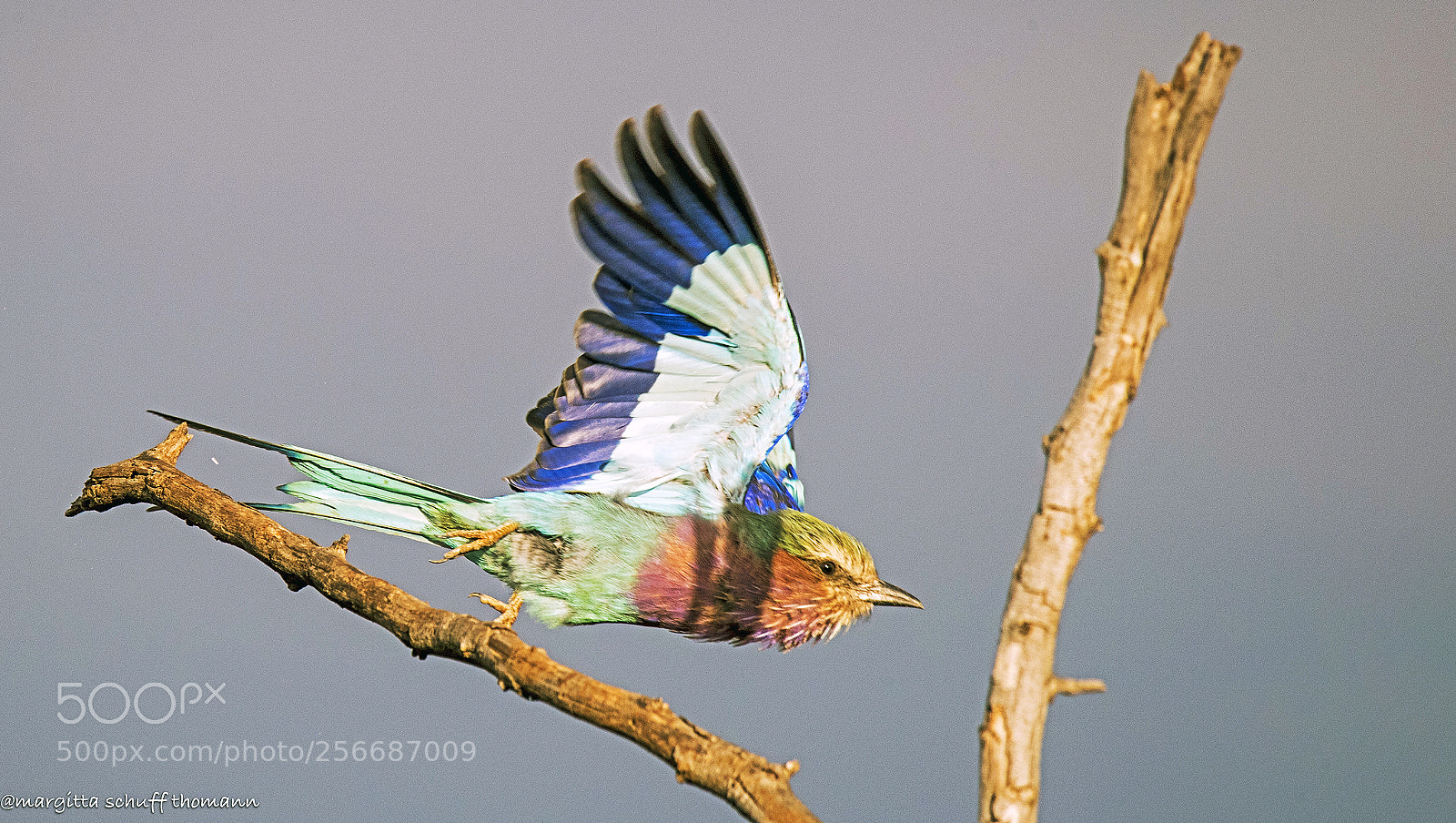 Canon EOS-1D X Mark II sample photo. Lilac breasted roller .. photography