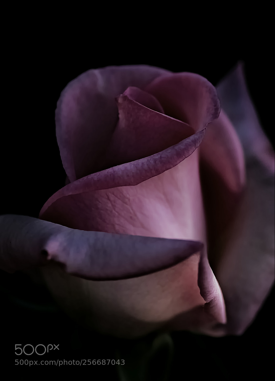 Pentax K-50 sample photo. Rose photography