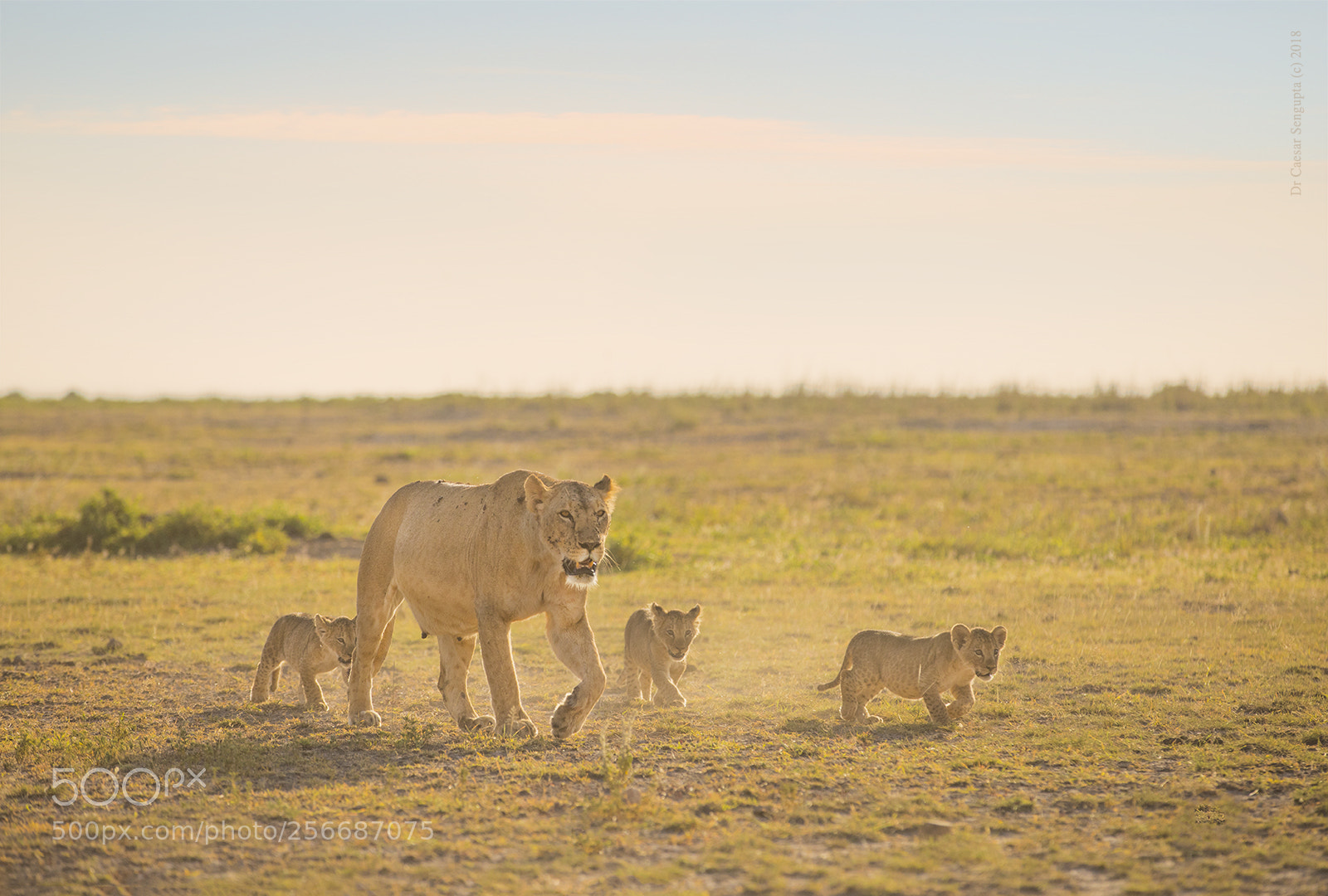 Canon EOS 5D Mark IV sample photo. Lioness with cubs photography