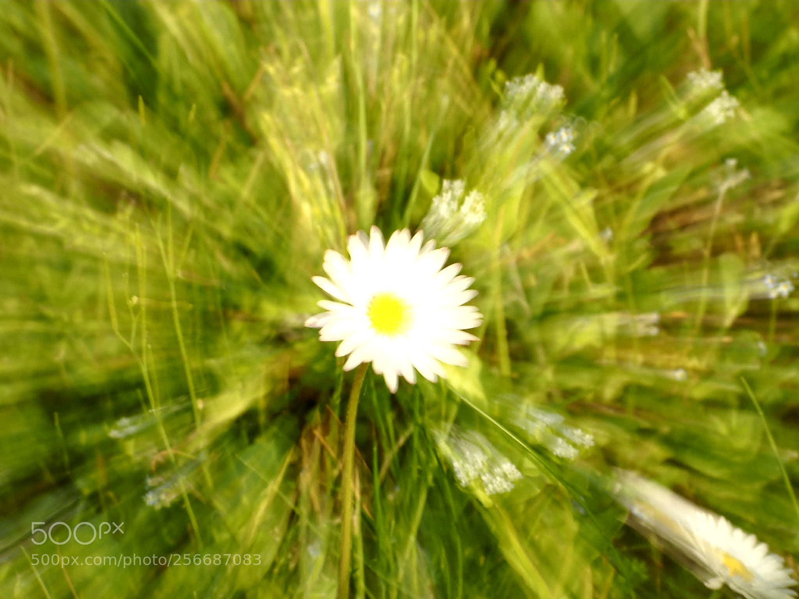 Olympus OM-D E-M10 sample photo. Zooming on daisy photography