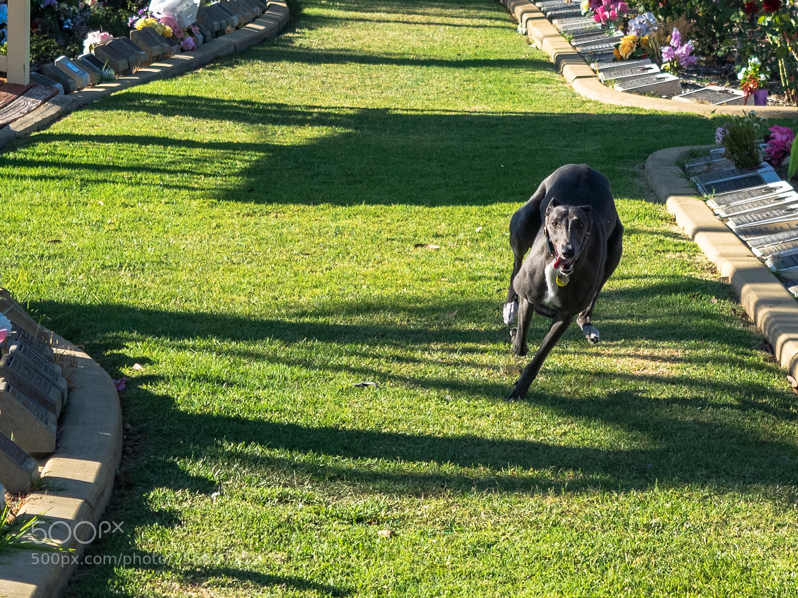 Olympus OM-D E-M1 sample photo. Toungue action photography