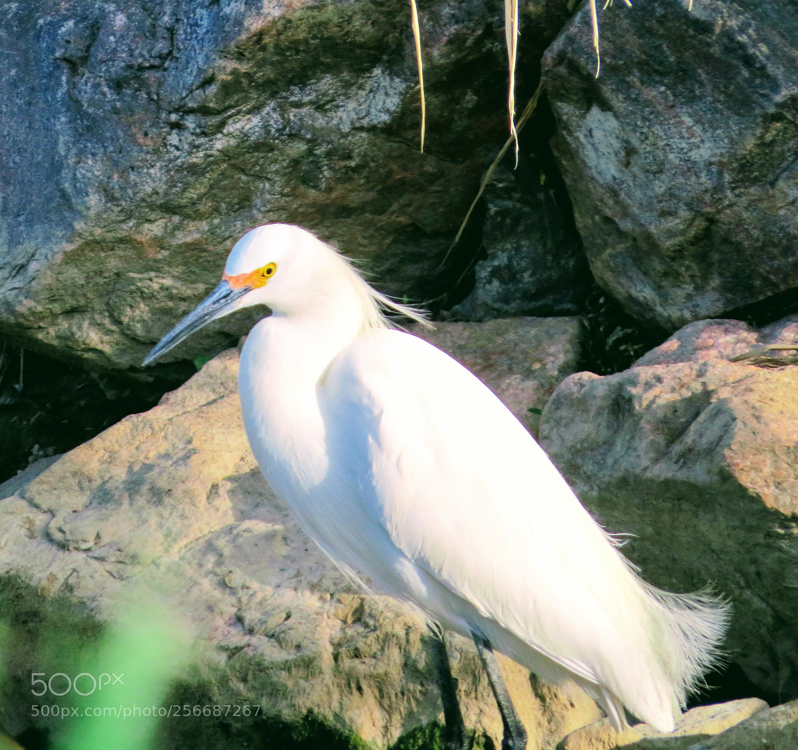 Canon PowerShot SX50 HS sample photo. Egret delighted photography