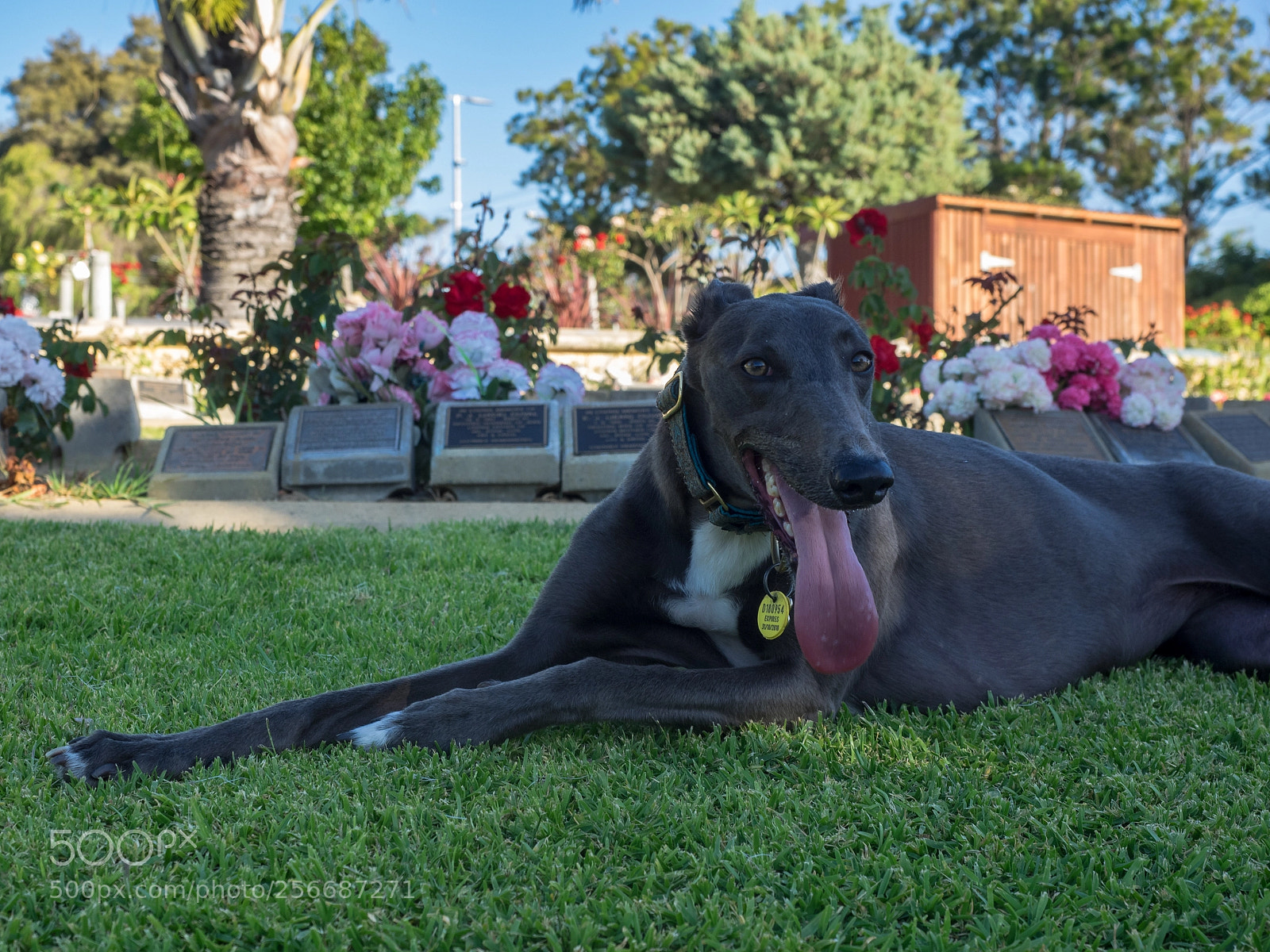 Olympus OM-D E-M1 sample photo. The tongue photography