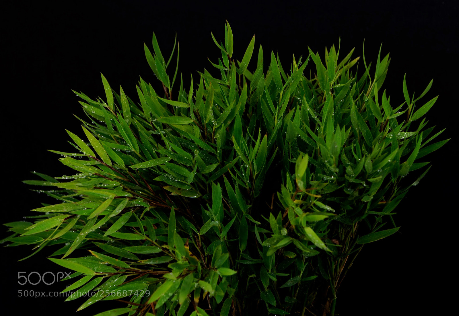 Nikon D3000 sample photo. Pogonatherum paniceum photography