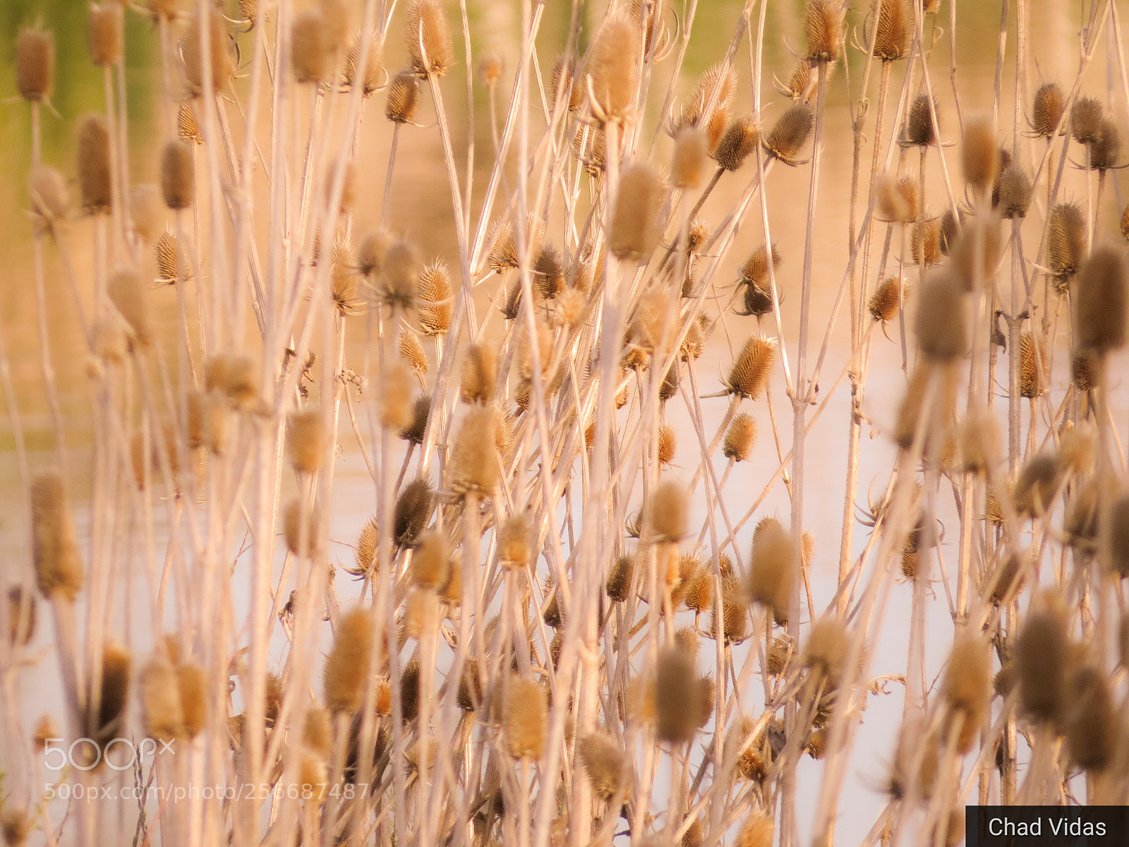 Canon PowerShot SX50 HS sample photo. Teaser photography