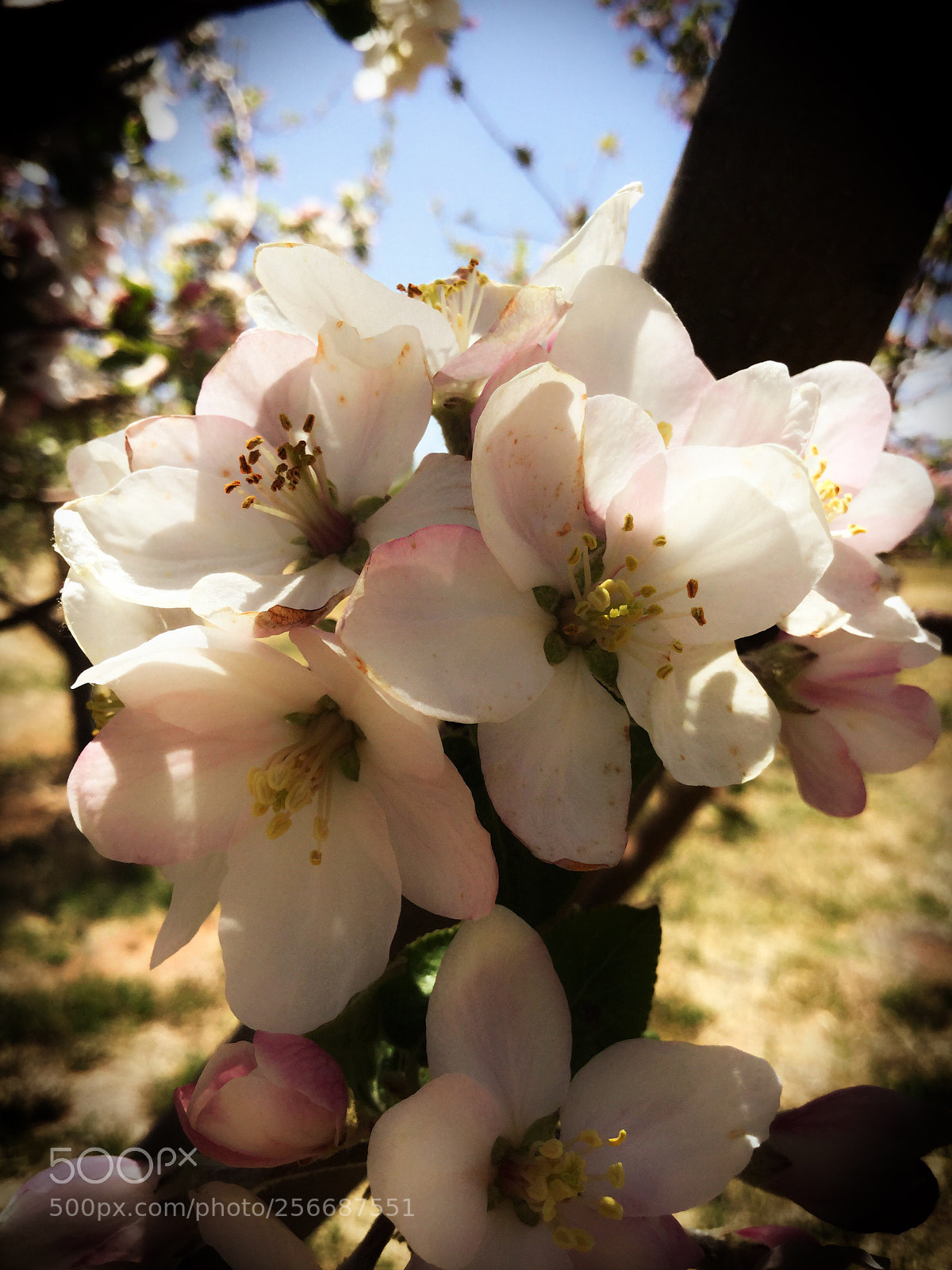 Apple iPod touch sample photo. Reborn  photography