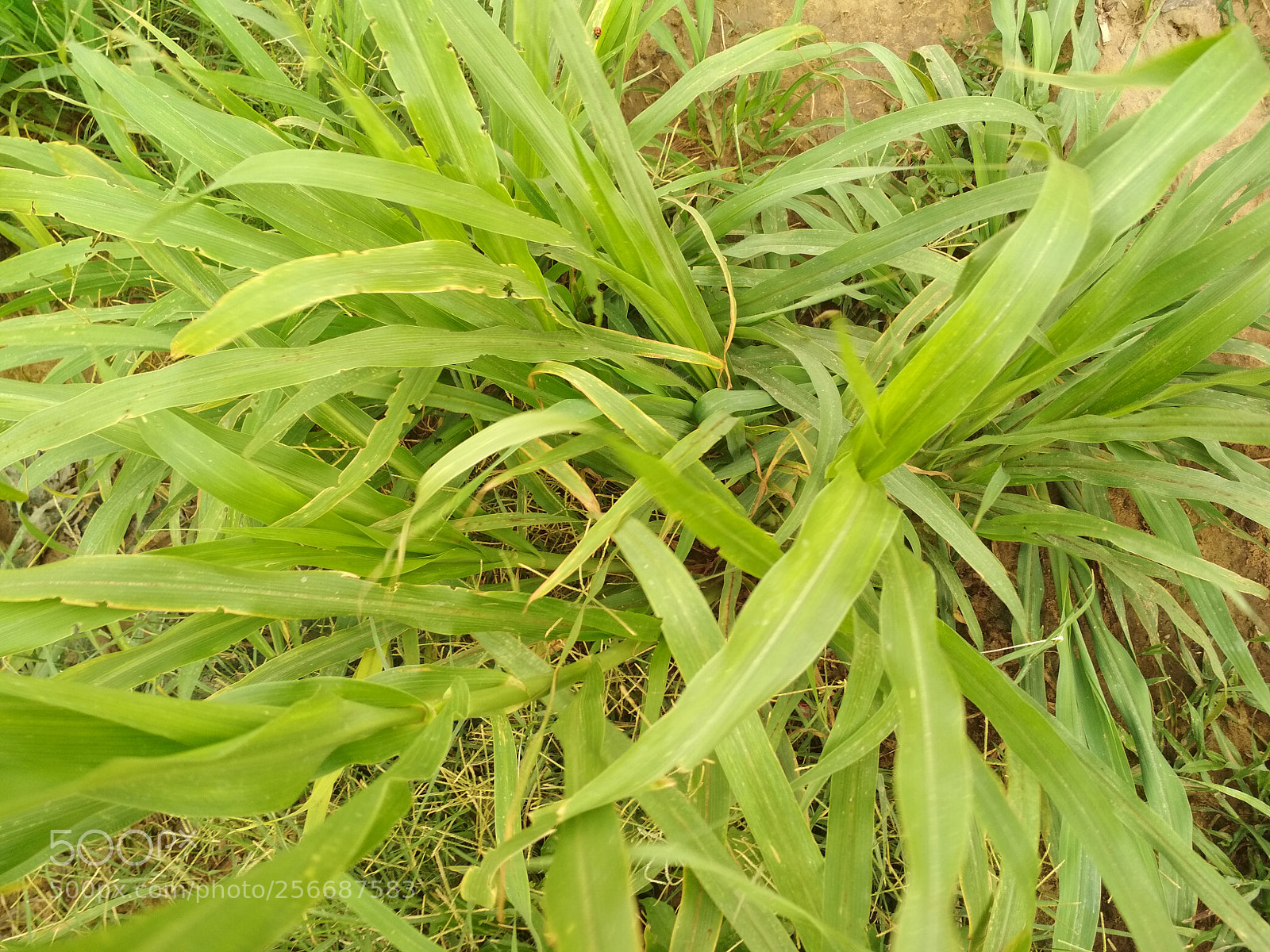 Xiaomi Redmi 4 Pro sample photo. Img_20180427_173011.jpg photography