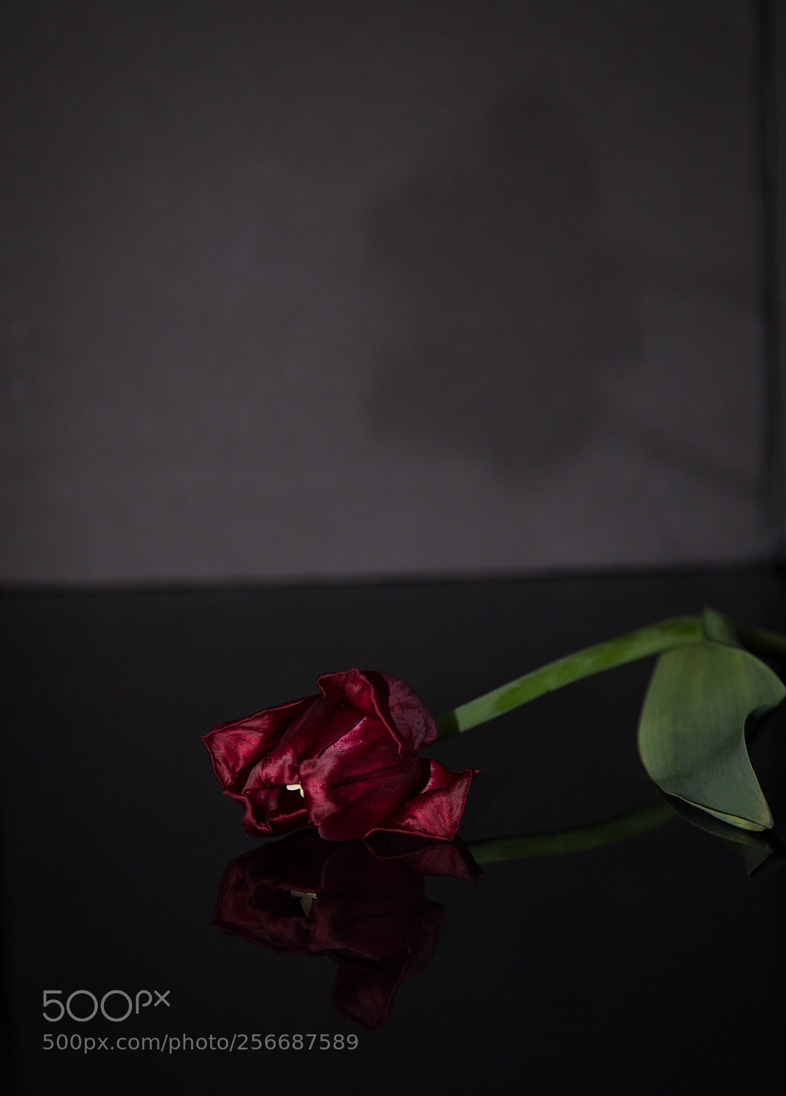 Canon EOS 6D sample photo. Fallen angel. photography