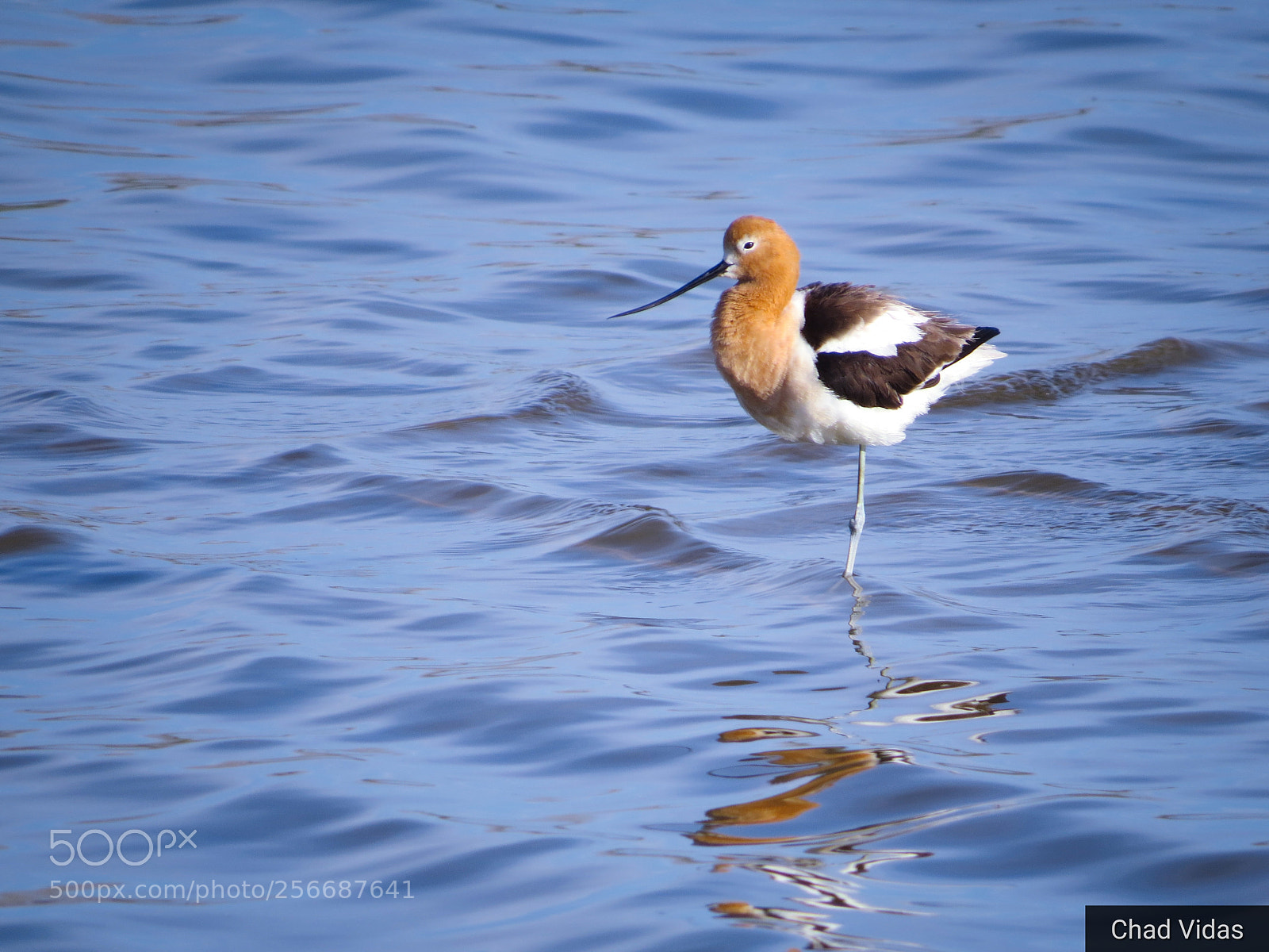 Canon PowerShot SX50 HS sample photo. Avocet photography