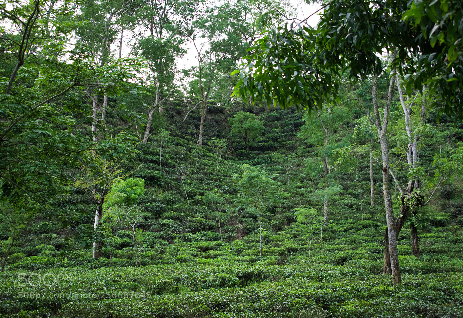 Nikon D5500 sample photo. Tea garden photography