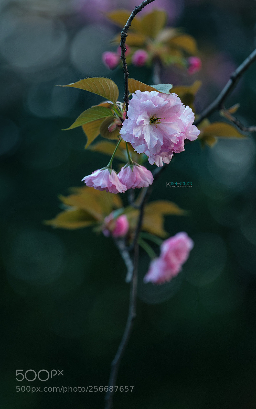 Sony a7R II sample photo. 晚樱 photography