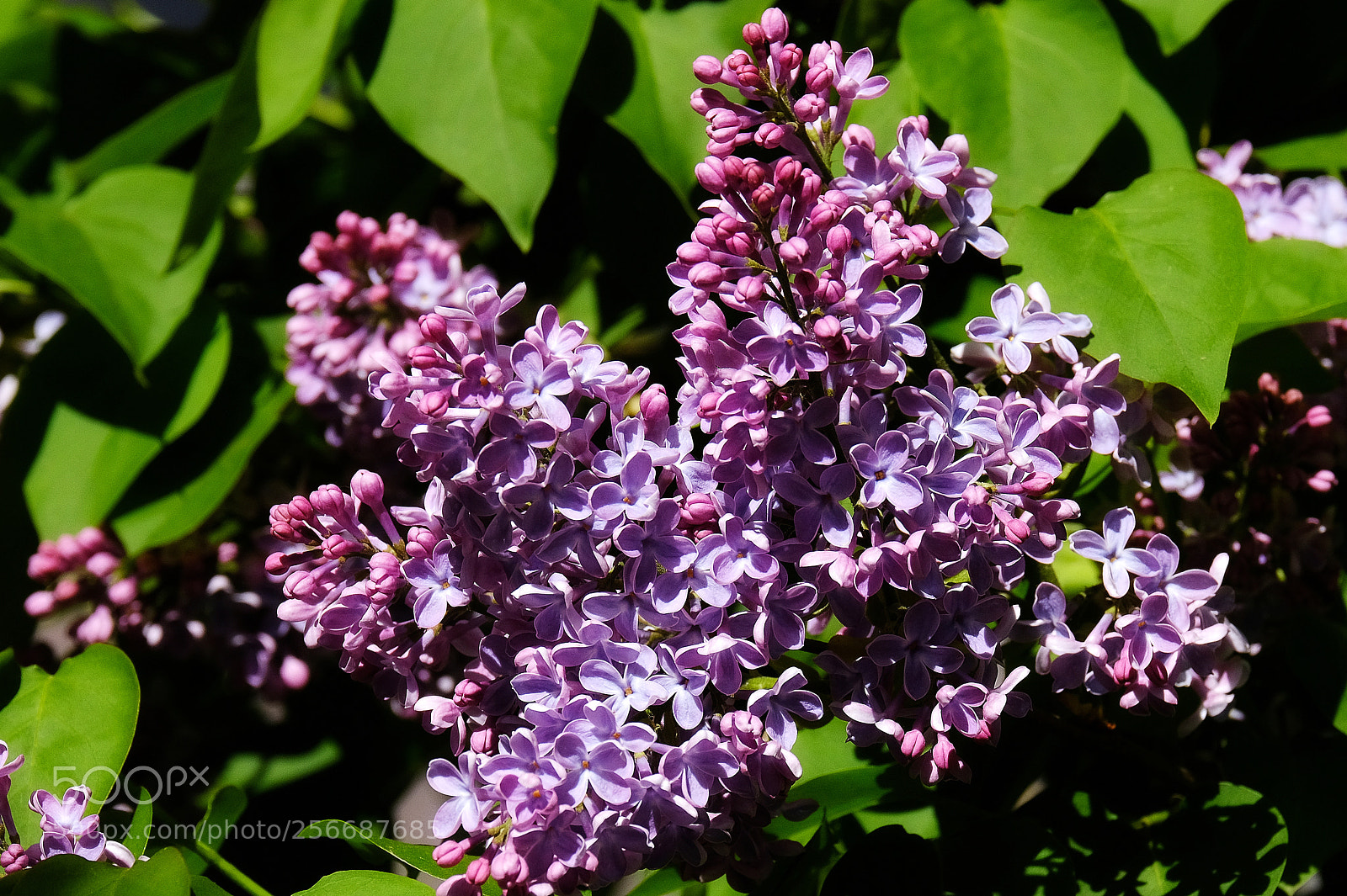 Fujifilm X-T20 sample photo. Blooming lilac photography