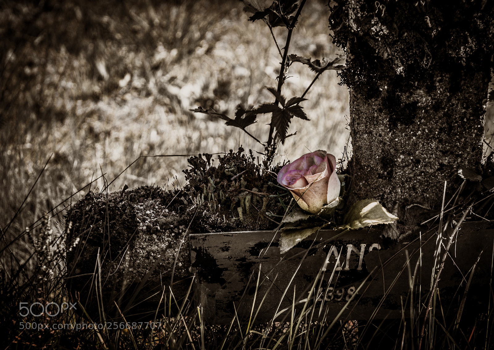 Nikon D5200 sample photo. A little rose photography