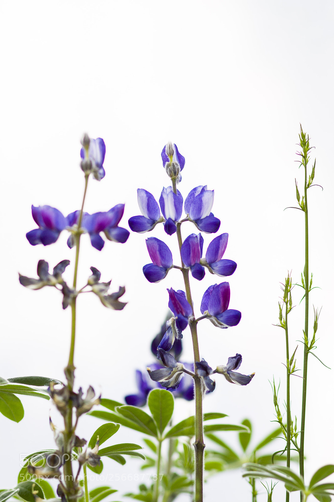 Canon EOS 50D sample photo. Lupinus photography