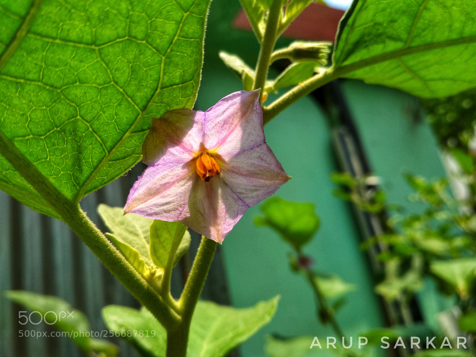 Xiaomi Redmi 4 Pro sample photo. Brinjal flower photography