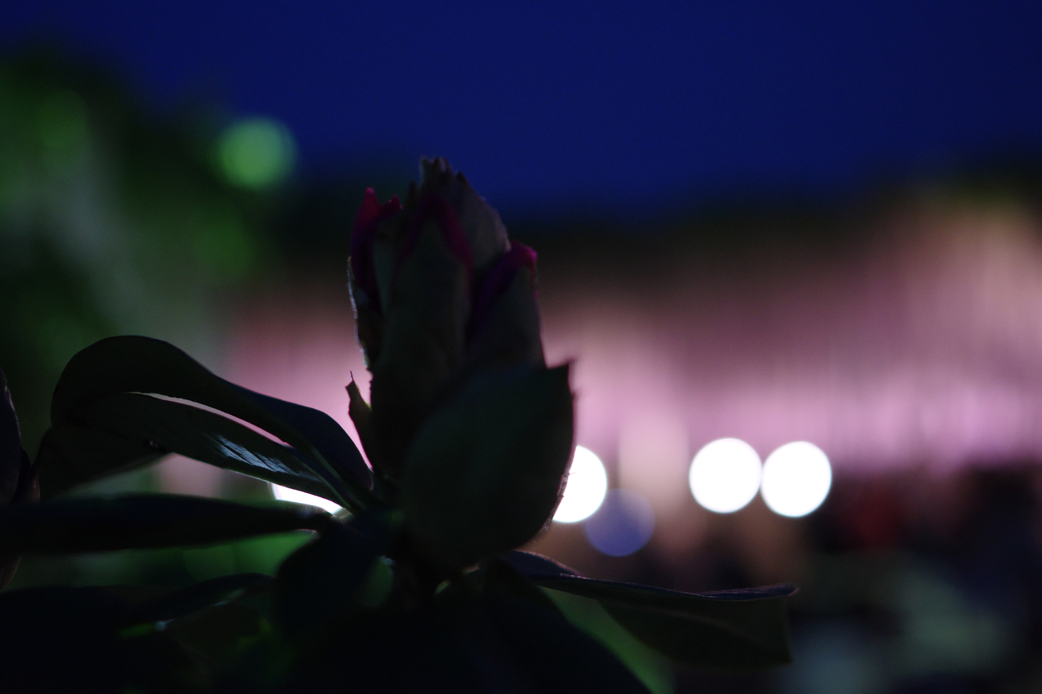 Pentax K-70 sample photo. Wisteria 2 photography