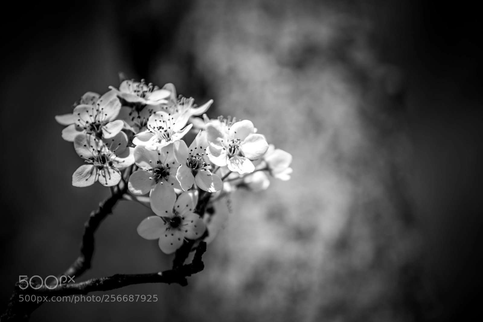 Nikon D610 sample photo. F.b.w photography