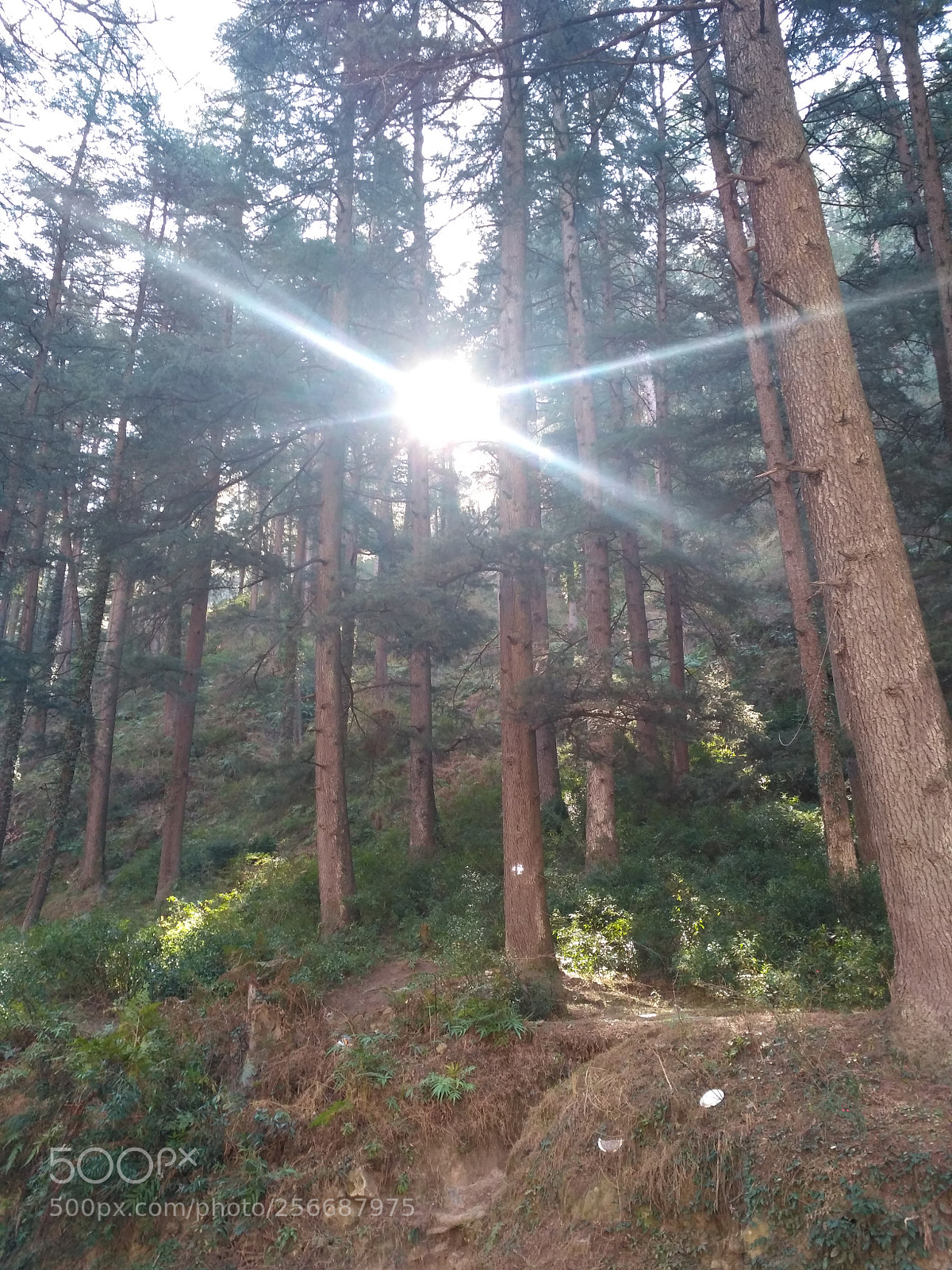 Xiaomi Redmi 3S sample photo. Img_20180219_102123.jpg photography