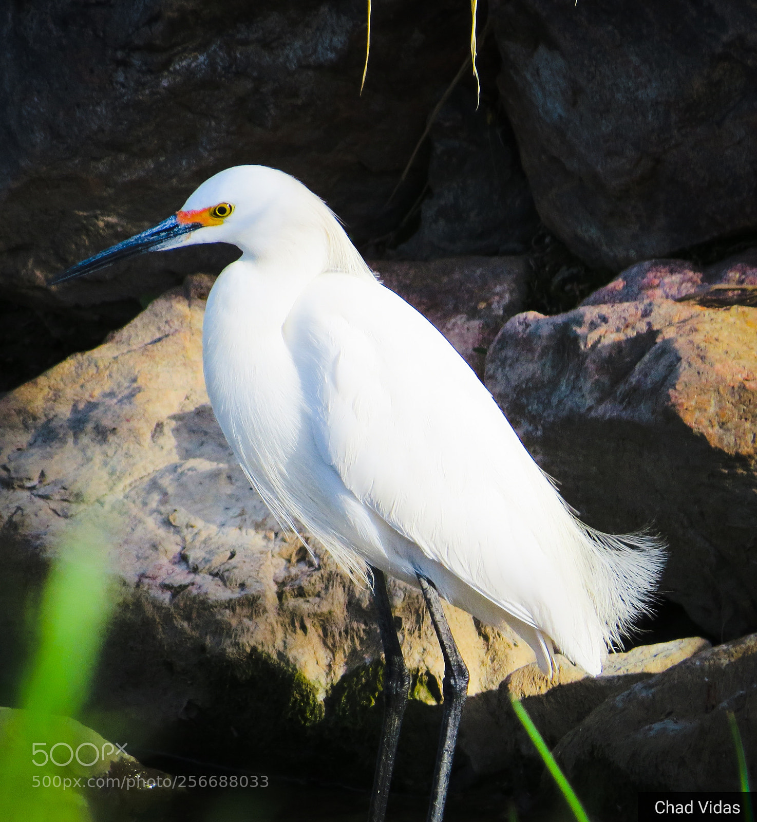 Canon PowerShot SX50 HS sample photo. Egrets photography