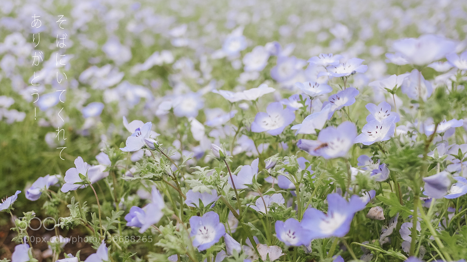 Fujifilm X-T1 sample photo. Nemophila photography