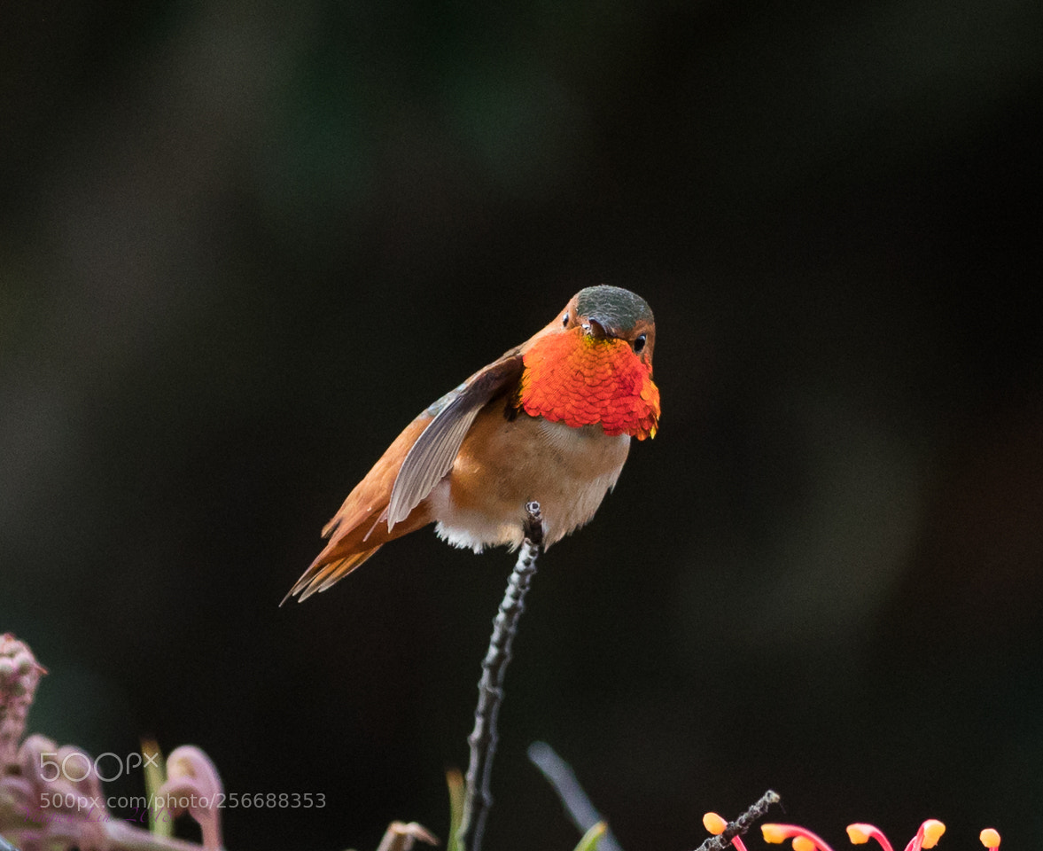 Canon EOS 5D Mark IV sample photo. Hummingbirds photography