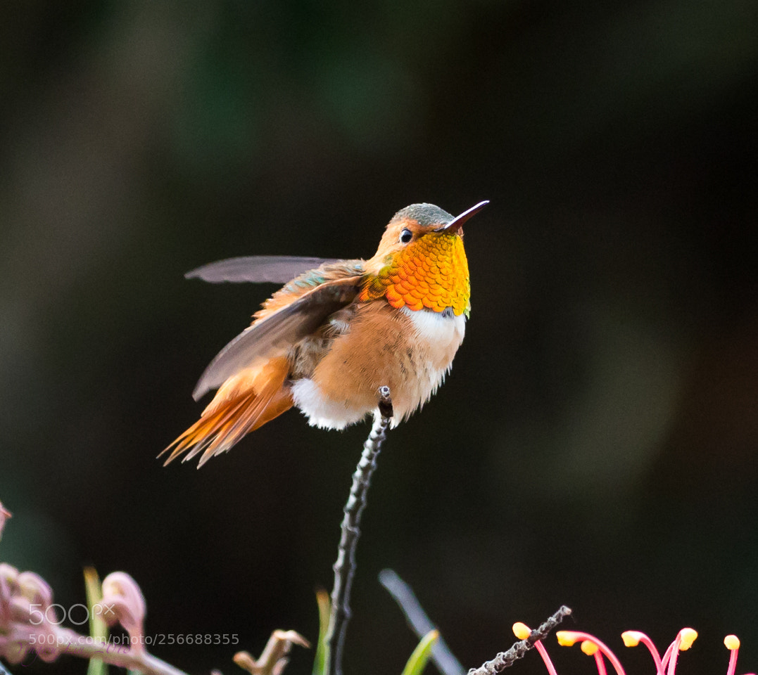Canon EOS 5D Mark IV sample photo. Hummingbirds photography